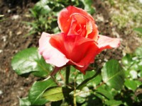 /album/foto-tsvetochnyj-mir/katya-003-jpg/